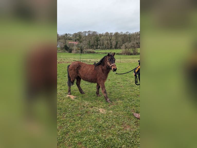 Dartmoor Pony Giumenta 2 Anni 112 cm Baio ciliegia in Plymouth