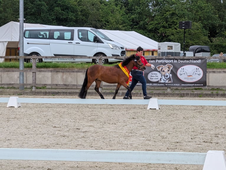 Dartmoor Pony Giumenta 3 Anni 124 cm  in Friesoythe