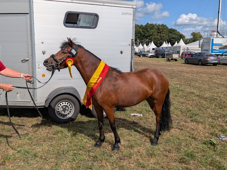 Dartmoor Pony Giumenta 3 Anni 124 cm  in Friesoythe