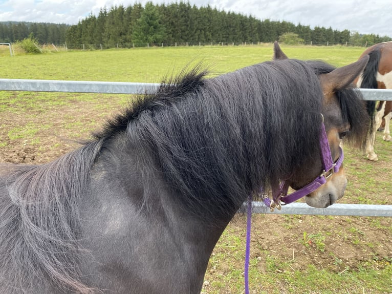 Dartmoor Pony Giumenta 3 Anni 125 cm Baio scuro in Büllingen