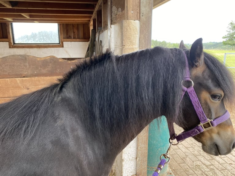 Dartmoor Pony Giumenta 3 Anni 125 cm Baio scuro in Büllingen