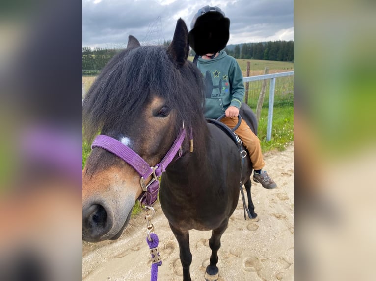 Dartmoor Pony Giumenta 3 Anni 125 cm Baio scuro in Büllingen