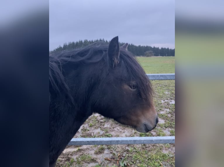 Dartmoor Pony Giumenta 3 Anni 125 cm Baio scuro in Büllingen