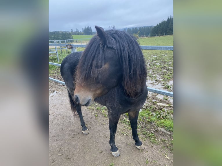 Dartmoor Pony Giumenta 3 Anni 125 cm Baio scuro in Büllingen