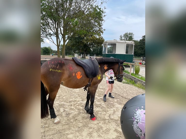 Dartmoor Pony Giumenta 3 Anni 138 cm Baio in Ingelheim am Rhein