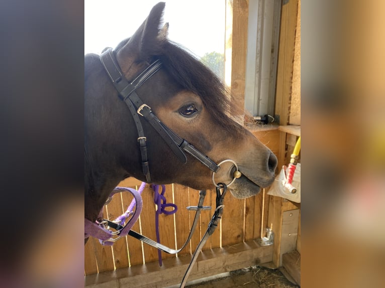 Dartmoor Pony Giumenta 4 Anni 125 cm Baio scuro in Büllingen