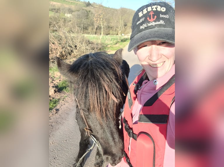 Dartmoor Pony Giumenta 5 Anni 125 cm Baio in Preist