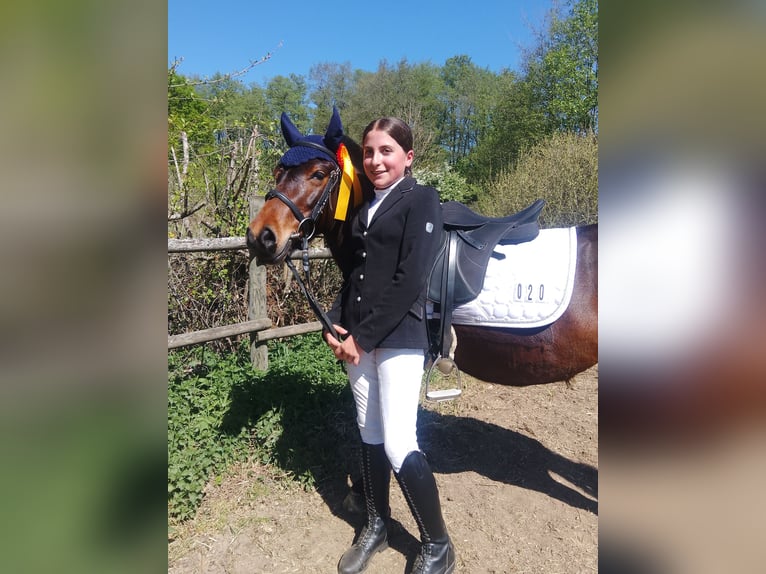 Dartmoor Pony Mix Giumenta 6 Anni 121 cm Baio in Idar- Oberstein