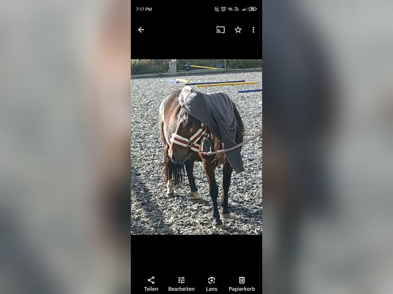 Dartmoor Pony Mix Giumenta 6 Anni 121 cm Baio in Idar- Oberstein