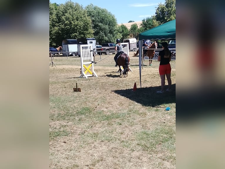 Dartmoor Pony Mix Giumenta 6 Anni 121 cm Baio in Idar- Oberstein