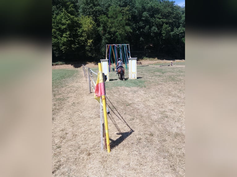 Dartmoor Pony Mix Giumenta 6 Anni 121 cm Baio in Idar- Oberstein