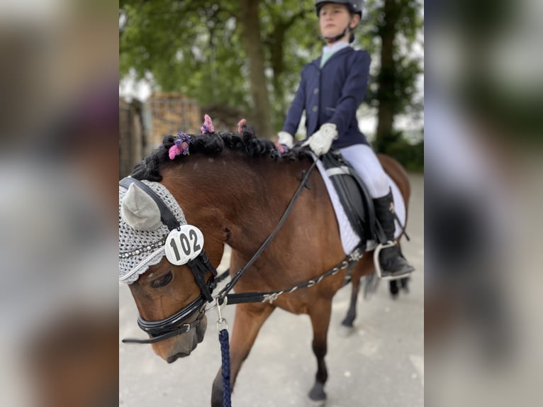 Dartmoor Pony Giumenta 6 Anni 125 cm Baio in Osnabrück