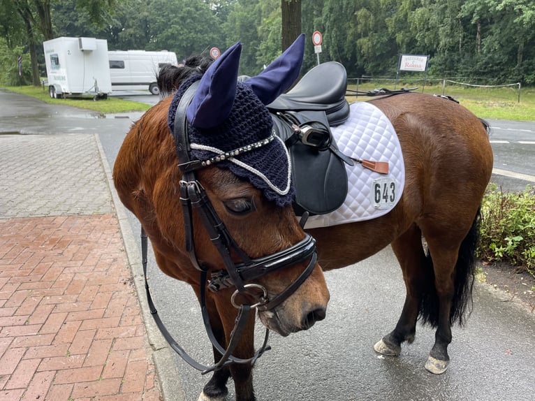 Dartmoor Pony Giumenta 6 Anni 125 cm Baio in Osnabrück