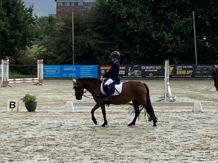 Dartmoor Pony Giumenta 6 Anni 125 cm Baio in Osnabrück