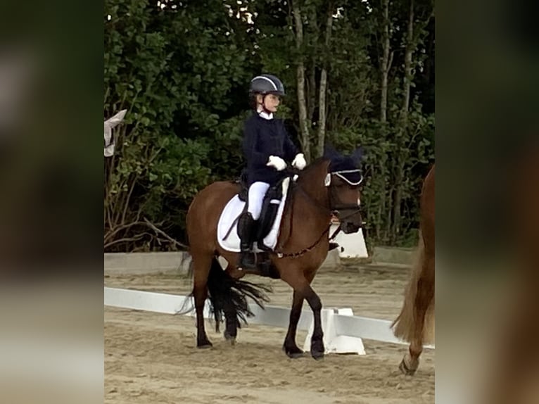 Dartmoor Pony Giumenta 6 Anni 125 cm Baio in Osnabrück