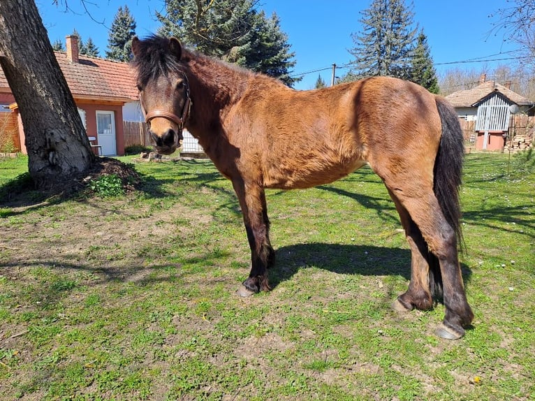 Dartmoor Pony Giumenta 6 Anni 125 cm Baio in Nagykanizsa