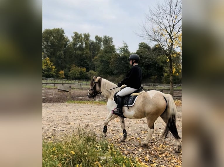 Dartmoor Pony Mix Giumenta 6 Anni 147 cm Pezzato in Neuss