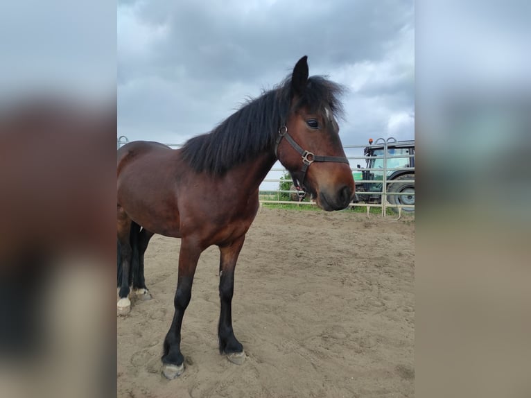 Dartmoor Pony Giumenta 7 Anni 123 cm Baio in Stahnsdorf