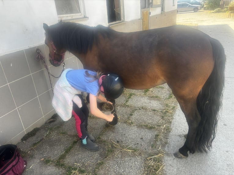 Dartmoor Pony Giumenta 8 Anni 125 cm Baio in Volkertshausen