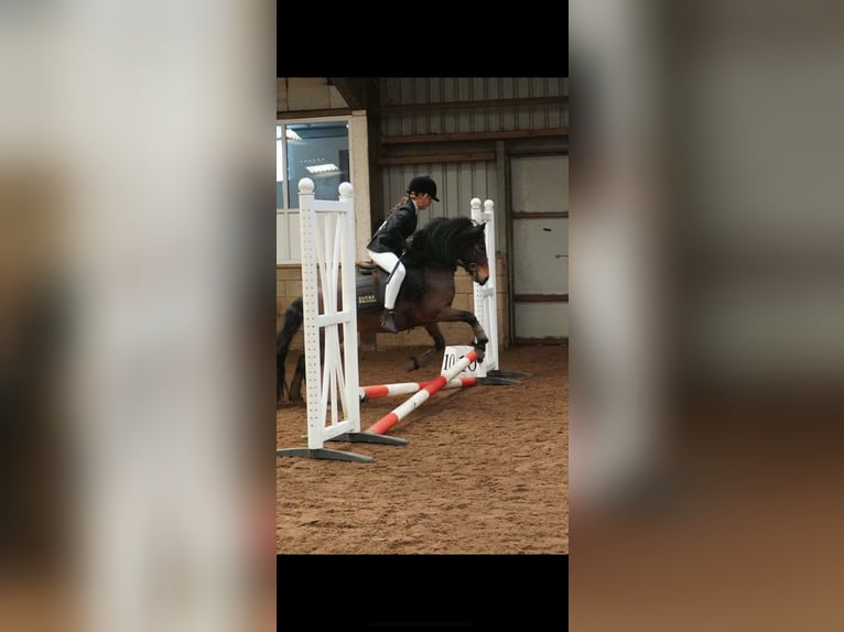 Dartmoor Pony Giumenta 9 Anni 113 cm Baio ciliegia in Uk