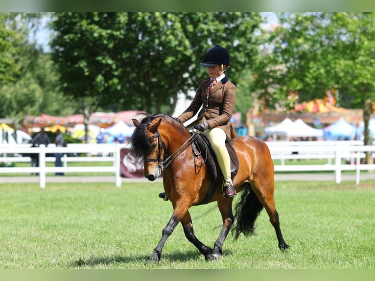 Dartmoor Pony Giumenta 9 Anni 113 cm Baio ciliegia in Uk
