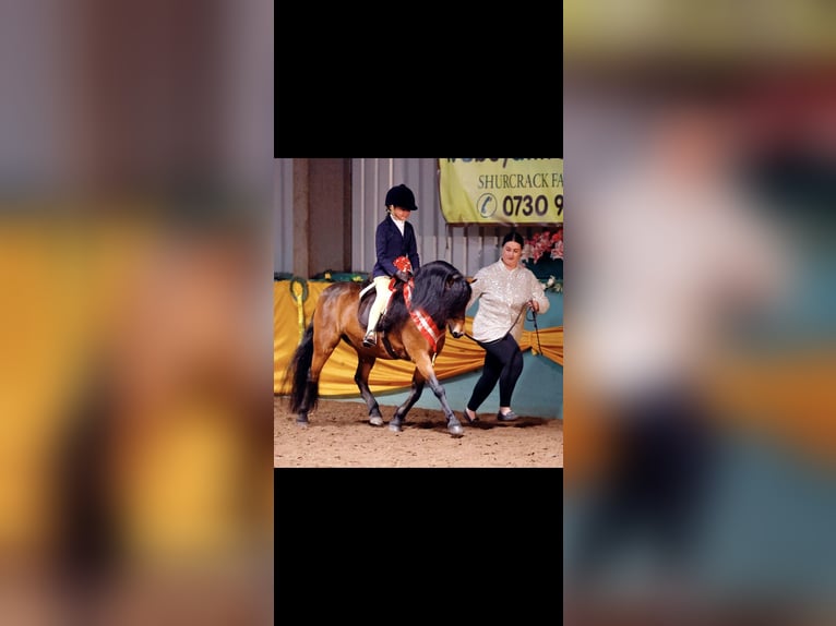 Dartmoor Pony Giumenta 9 Anni 113 cm Baio ciliegia in Uk