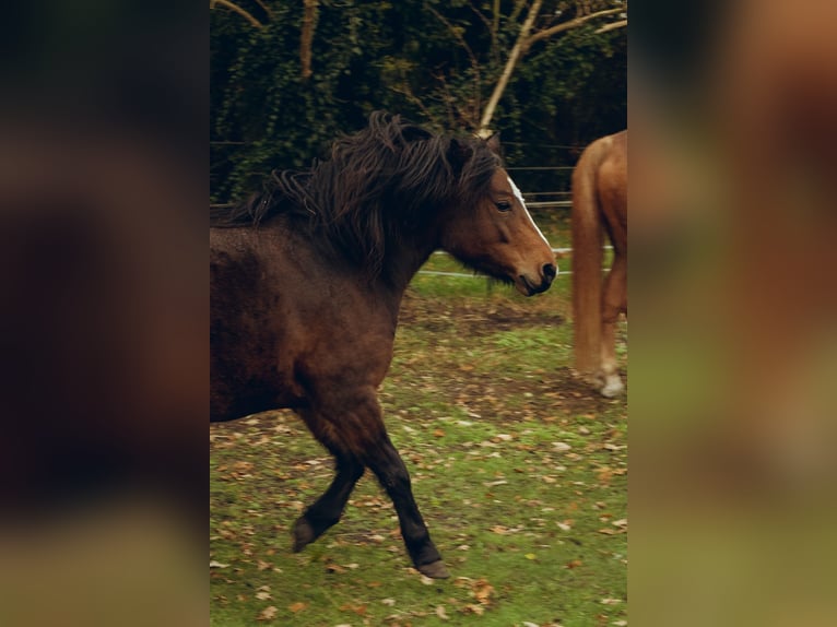 Dartmoor Pony Giumenta 9 Anni 118 cm Baio in Worpswede