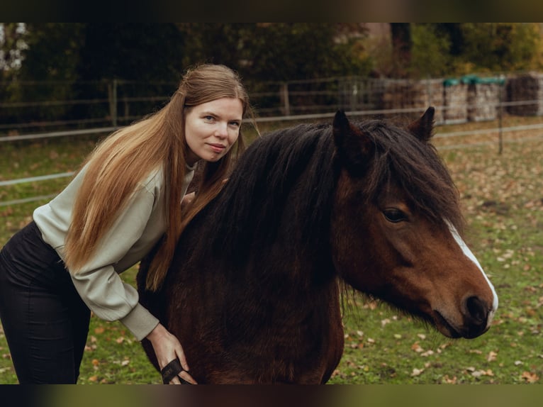 Dartmoor Pony Giumenta 9 Anni 118 cm Baio in Worpswede