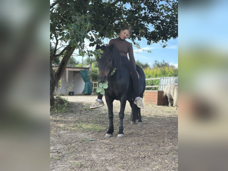 Dartmoor Pony Giumenta 9 Anni 120 cm Baio in H&#xFC;rup