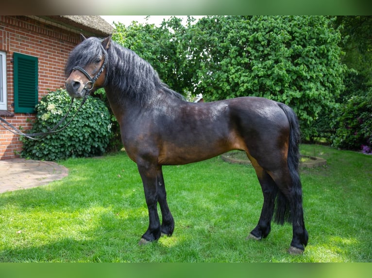 Dartmoor Pony Giumenta Puledri
 (04/2024) 127 cm Baio in Edewecht