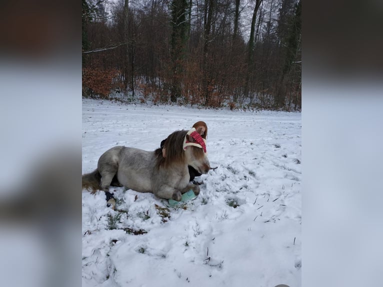 Dartmoor Pony Stallone 16 Anni 120 cm Grigio rossastro in Buch am Irchel