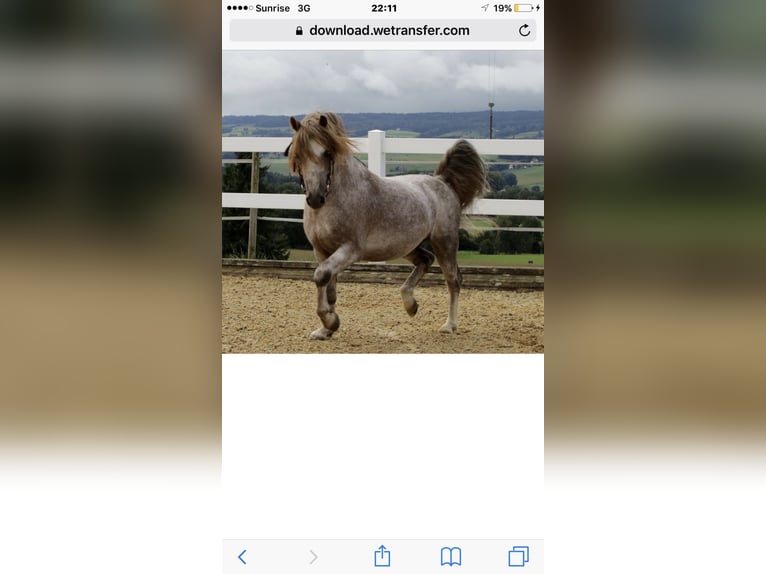 Dartmoor Pony Stallone 16 Anni 120 cm Grigio rossastro in Buch am Irchel