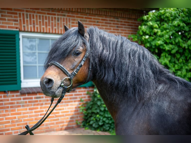 Dartmoor Pony Stallone 1 Anno 126 cm Morello in Edewecht