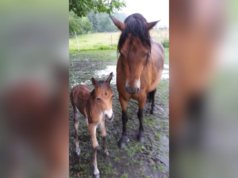 Dartmoor Pony Stallone 1 Anno Baio in Langenhagen