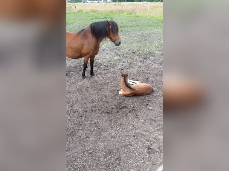 Dartmoor Pony Stallone 1 Anno Baio in Langenhagen