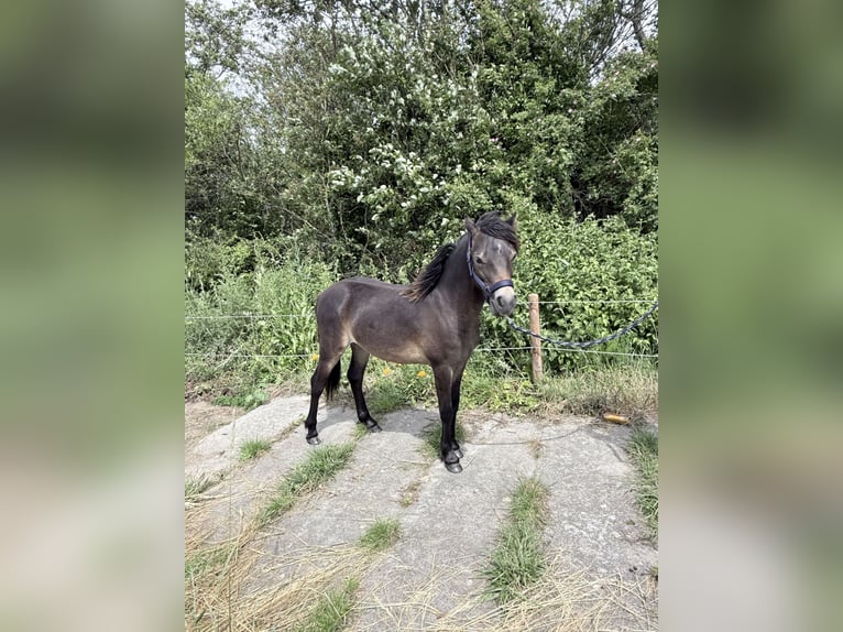 Dartmoor Pony Stallone 1 Anno Baio in Kamperland