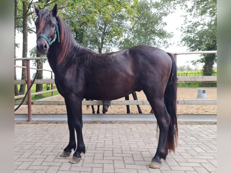 Dartmoor Pony Stallone 2 Anni 126 cm Morello in Bockhorst