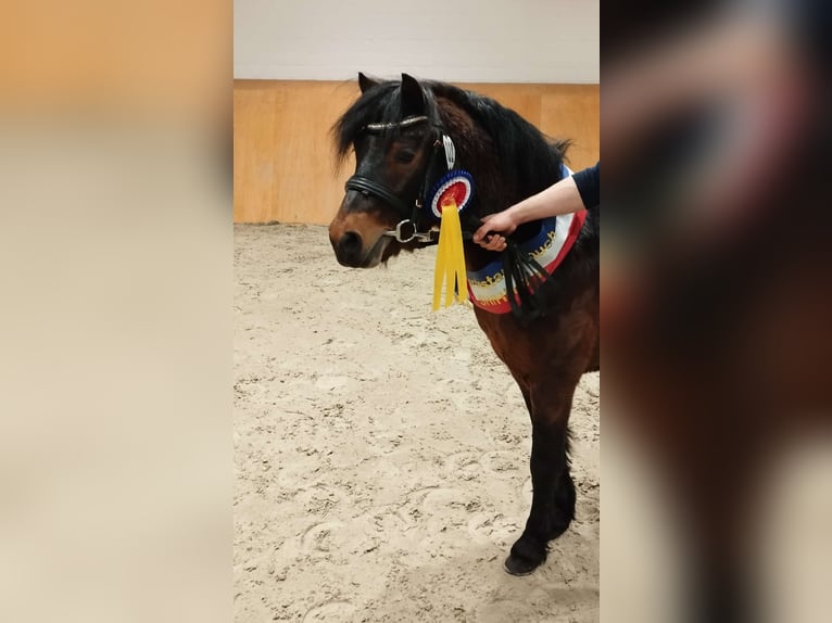 Dartmoor Pony Stallone 3 Anni 122 cm Baio in Bornh&#xF6;ved