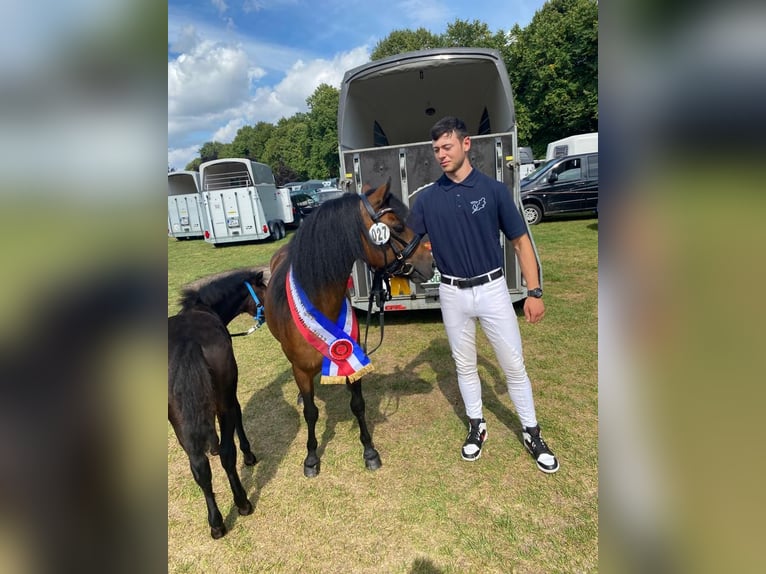 Dartmoor Pony Stallone 3 Anni 122 cm Baio in Bornh&#xF6;ved