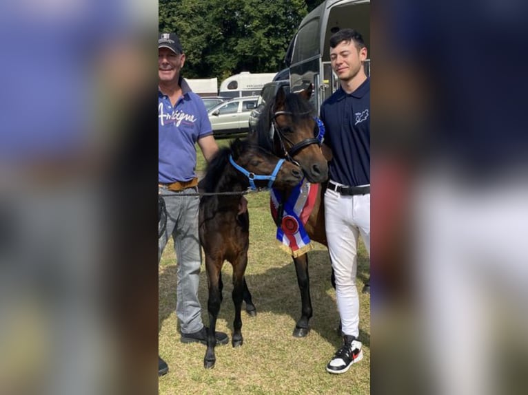 Dartmoor Pony Stallone 3 Anni 122 cm Baio in Bornh&#xF6;ved