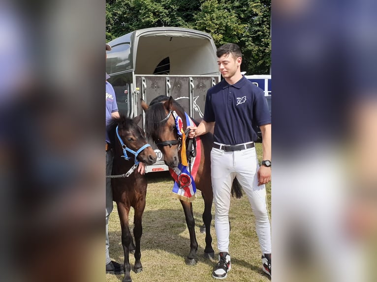 Dartmoor Pony Stallone 3 Anni 122 cm Baio in Bornh&#xF6;ved