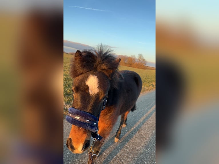 Dartmoor Pony Mix Stallone 3 Anni 125 cm Baio in Maselheim