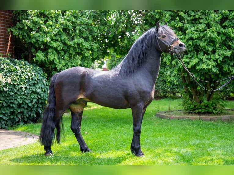 Dartmoor Pony Stallone Baio scuro in Edewecht