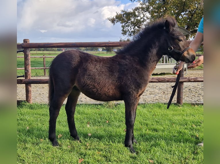 Dartmoor Pony Stallone Puledri (05/2025) 123 cm Baio scuro in Goch Dartmoor Pony Stallone Puledri (05/2025) 123 cm Baio scuro in Goch