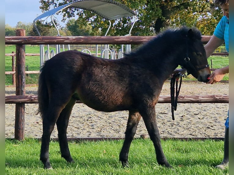 Dartmoor Pony Stallone Puledri (05/2025) 123 cm Baio scuro in Goch Dartmoor Pony Stallone Puledri (05/2025) 123 cm Baio scuro in Goch