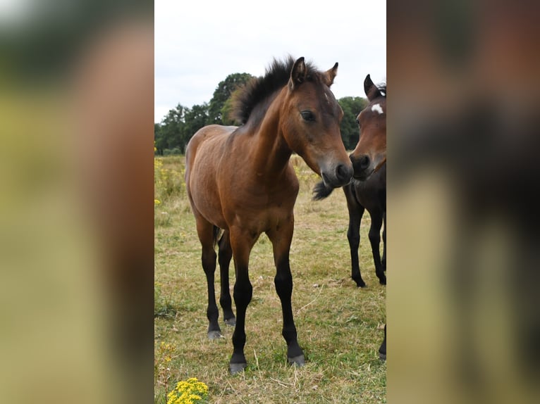 Dartmoor Pony Stallone Puledri (04/2026) 125 cm Baio in Goch