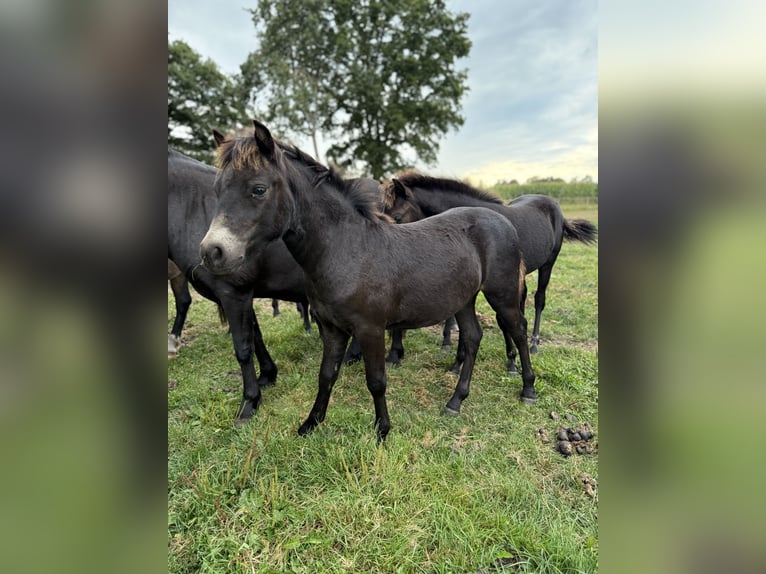Dartmoor Stallion 13 years 11,3 hh Bay-Dark in Edewecht