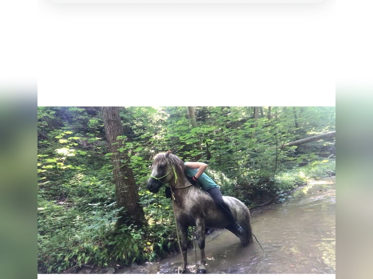 Dartmoor Stallion 16 years 11,2 hh Gray-Red-Tan in Buch am Irchel