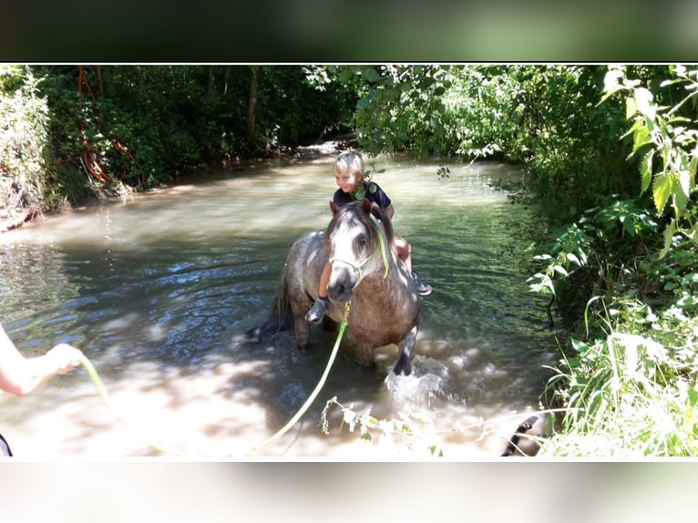 Dartmoor Stallion 16 years 11,2 hh Gray-Red-Tan in Buch am Irchel