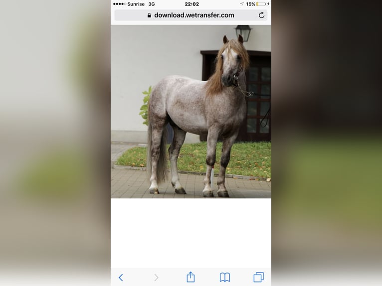 Dartmoor Stallion 16 years 11,2 hh Gray-Red-Tan in Buch am Irchel